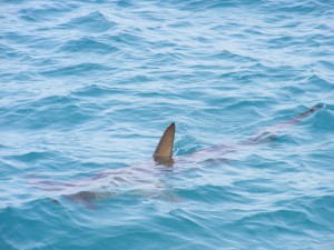 shark-fin-472685