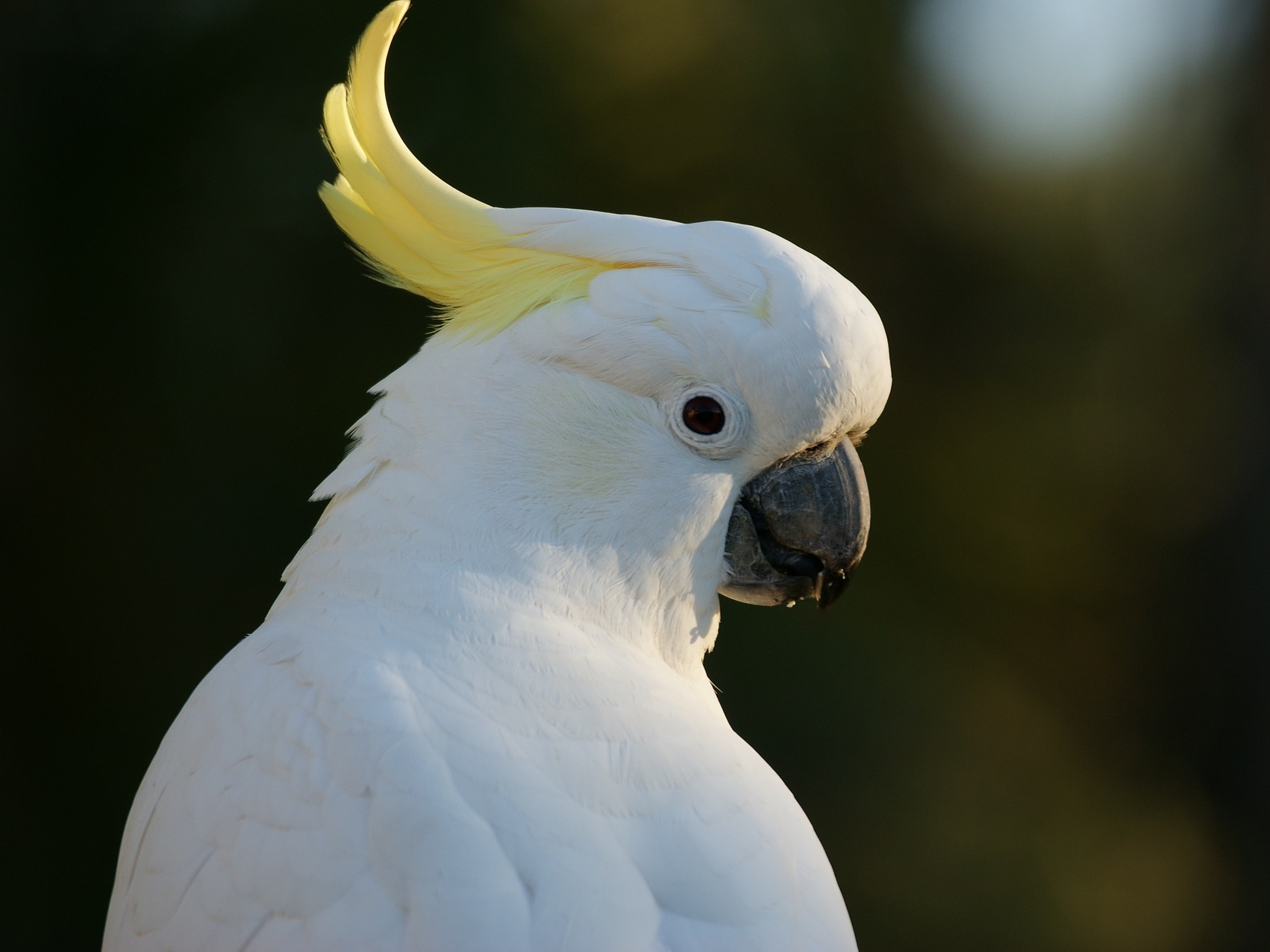 cockatoo-583921_1920