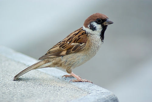 500px-Tree_Sparrow_August_2007_Osaka_Japan