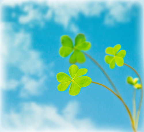 Abstract natural background, clover over sky, fresh green spring plant in blue sky, floral border, st.Patrick's day, holiday luck symbol