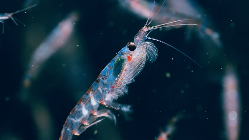 Picture Shows: Screen grab.  Antarctic Krill. Their combined weight is likely heavier than any other animal species on the planet.