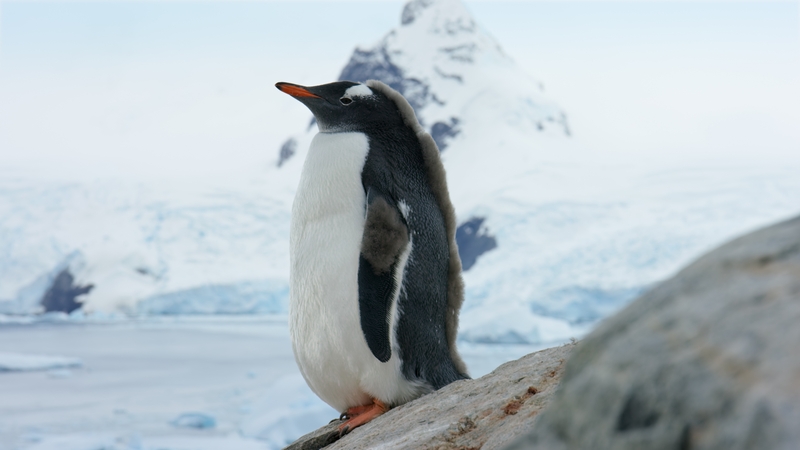 Picture Shows: Screen grab.  A young gentoo penguin sporting some of its remaining down feathers in the mohawk style.