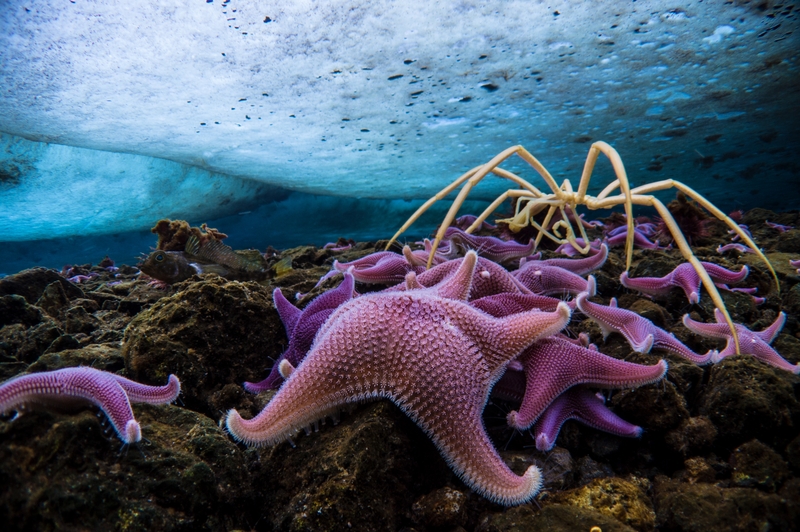 Picture Shows: Below the sea ice, in the Ross sea, the water is a constant -2°C. In the cold, creatures here grow very slowly, but they can live long and become large in stature. The sea floor is carpeted with starfish and sea spiders the size of dinner plates. This rarely seen ecosystem is perhaps one of the most pristine left on earth.