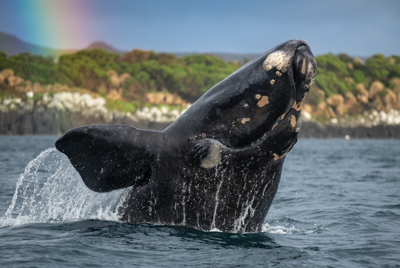 Picture Shows: A Southern Right whale, whalers gave these whales their name, as they were the right whales to hunt. This population of 35,000 was so reduced by this industry that only 35 females remained. However, since their protection, it has now grown to over 2,000 individuals. Amazingly these animals remain inquisitive and gentle around humans.