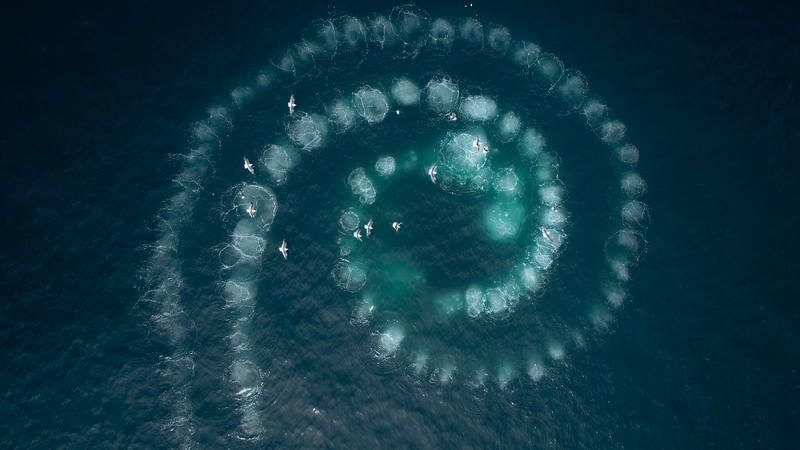 Picture Shows: Screen grab.  Using a feeding technique called 'bubble netting' the humpback whales blow bubbles as they rise up under a shoal of krill. The bubbles act like a net to the krill, and they whales spiral inwards to concentrate the swarm.