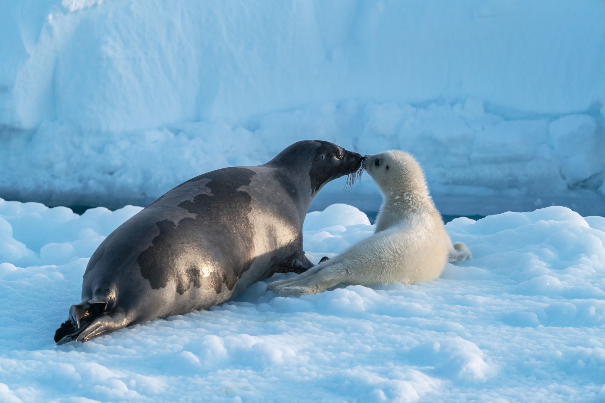 West Ice filming with BBC for Frozen Planet 2 production. Focus on harp seals and hooded seals.